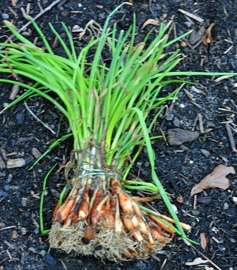 Planting Onions Bulbs, Granny's Recipes, Planting Onion Sets, Garden List, Garden Basics, Dirt Therapy, Planting Lettuce, Grow Onions, Ro Plant