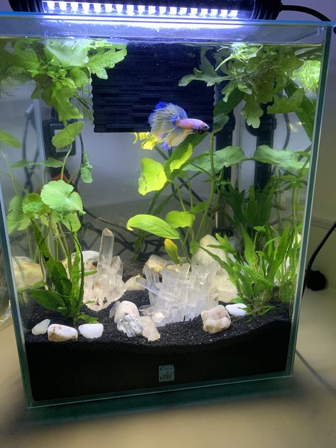 Betta Fish Tank With Live Plants, Cool Beta Fish Tank Ideas, Beta Fish Tank Setup, Aesthetic Beta Fish Tank, Fish Tank With Crystals, Small Fish Tank Aesthetic, Crystals In Fish Tank, Cute Beta Fish Tank Ideas, Betta Tank Aquascape