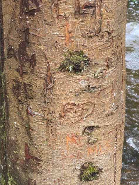 Cute couples names engraved in a tree. E+J Nature, Indie Date Ideas, Alt Date Ideas, Cute Couple Ideas, Cute Dates, Couple Ideas, Cute Date Ideas, Future Love, Date Ideas