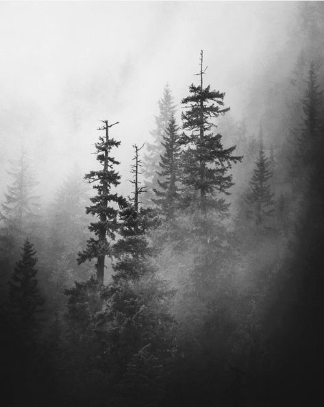 Foggy Forest Tattoo, Foggy Tattoo, Easy Charcoal Drawing For Beginners, Foggy Forest Painting, Rabe Tattoo, Forest Sketch, Forest Tattoo, See Tattoo, Nature Art Drawings