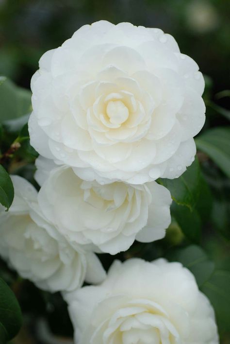 White Camellia Aesthetic, Camellia Flower Aesthetic, Camellia Aesthetic, Camellia Wedding Bouquet, White Camelia, Camilla Flower, White Camellia Flower, Nursery Trees, White Bridal Flowers