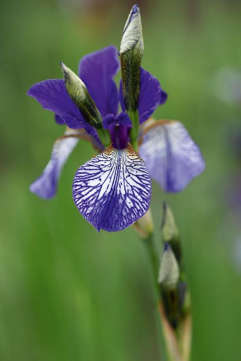 Siberian irises: how to grow Iris Siberica, Spring Flowering Trees, Fast Growing Hedge, Siberian Iris, Iris Rhizomes, Buxus Sempervirens, Taxus Baccata, Evergreen Hedge, Paeonia Lactiflora