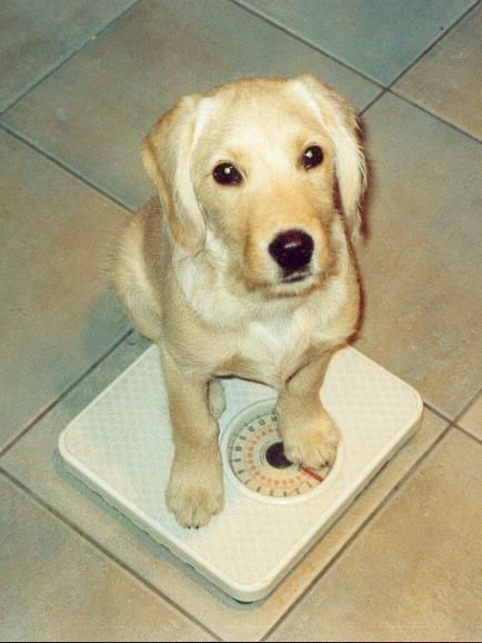 Puppy Time, Dog Weight, Funny Animal Photos, Weight Los, Animal Photos, Old Dogs, Dog Health, Animal Photo, Pet Health