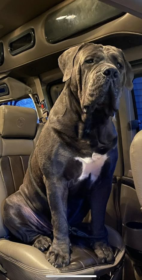 North American Mastiff, Gray Cane Corso, Kane Corso, King Corso, Neo Mastiff, Cane Corso Mastiff, Italian Mastiff, Cute Small Dogs, Cane Corso Dog