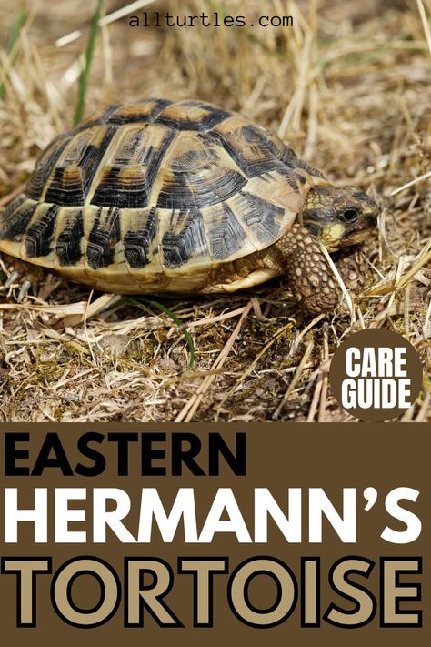 Hermann Tortoise, Sea Turtle Nest, Freshwater Turtles, Tortoise House, Loggerhead Sea Turtle, Source Family, Turtle Habitat, Turtle Pond, Green Sea Turtle