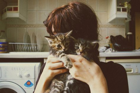 Katt Grejer, Crazy Cat Lady, Baby Cats, Crazy Cats, Cat Lady, Kittens Cutest, Fur Babies, Cats And Kittens, Baby Animals