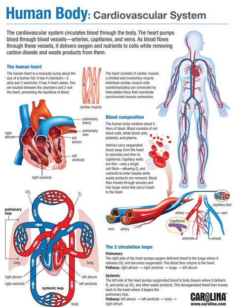 Human Body Facts, Basic Anatomy And Physiology, Nurse Study Notes, Biology Facts, Medical Student Study, Nursing School Survival, Human Body Anatomy, Nursing School Studying, Medical School Inspiration