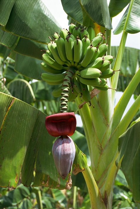 Agriculture In India, Fruit Bearing Trees, Banana Flower, Purple Flowers Wallpaper, Banana Art, Banana Plants, Banana Tree, Home Landscaping, Plant Mom