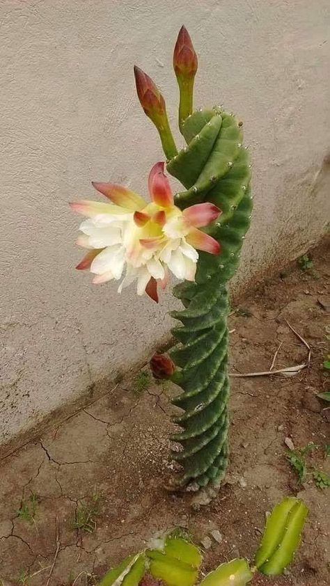 Cactus With Flowers, Kaktus Dan Sukulen, Weird Plants, Blooming Cactus, Succulent Gardening, Unusual Flowers, Unusual Plants, Cactus Flowers, Rare Flowers