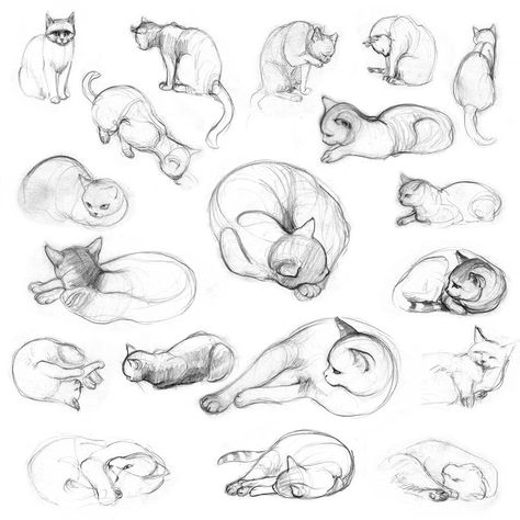 Cat Drawing Tutorial, Cats Art Drawing, Cartoon Drawings Of Animals, Cat Anatomy, Cat Sketch, Kitty Drawing, Drawing Faces, Cat Pose, Cat Eyes