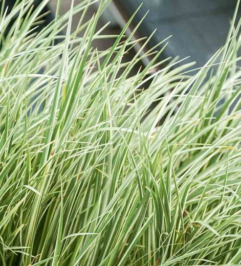 Acorus calamus 'Variegatus' (Variegated Sweet Flag) Acorus Calamus, Zone 10, Fragrant Garden, Perennial Border, Native Garden, Herbaceous Perennials, Flowering Plants, Buy Plants, Plant Combinations