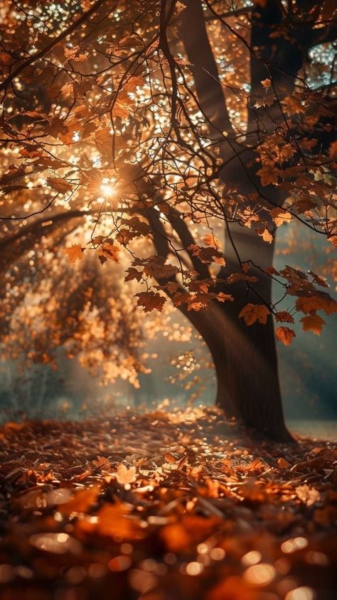 Autumn Love Aesthetic, Fall Season Aesthetic, Autumn Pics, Autumnal Flowers, Kosmetyki Mary Kay, Image Aesthetic, Trees Aesthetic, Autumn Images, Autumn Phone Wallpaper