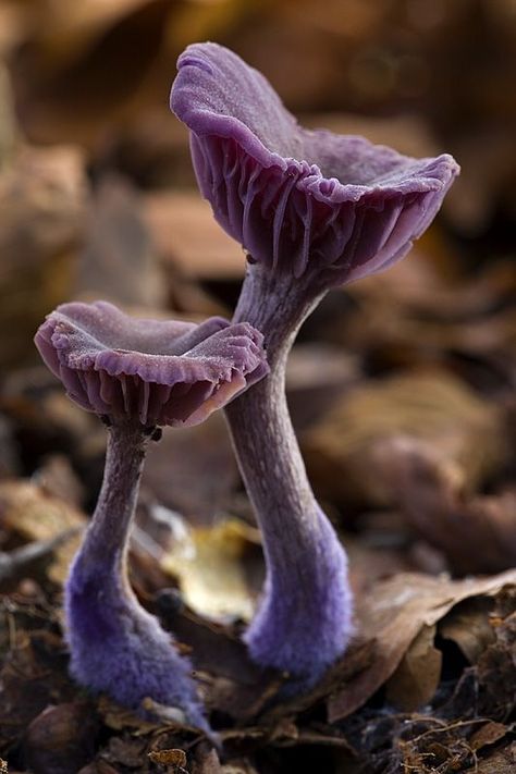 Mysterious Macro Photography of Mushrooms 99 Amethyst Deceiver, Mushroom Girl, Lichen Moss, Mushroom Pictures, Slime Mould, Plant Fungus, Mushroom Fungi, Airbrush Art, Wild Mushrooms