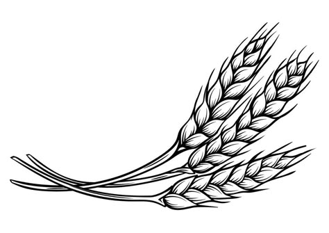 Agro Desenho, Agro Logo, Wheat Drawing, Rodeo Chaps, Line Art Patterns, Wheat Tattoo, Sourdough Bakery, Wheat Harvest, Traditional Black Tattoo