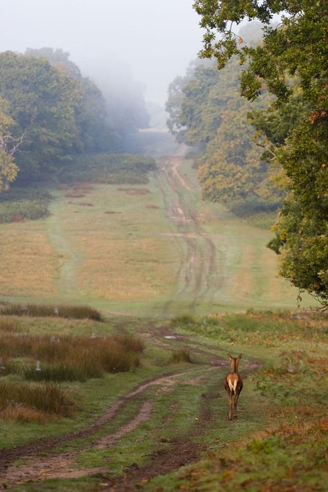 Despite being surrounded by London's urban sprawl, Richmond Park has got to be one of the best places in the UK for wildlife photography. There are around 600 wild deer living in the park and they've become accustomed to people and traffic, so getting close enough for good photos is a lot easier than in most other places.  It's a real privilege to be able to photograph these magnificent Red Deer in a setting as photogenic as Richmond Park, especially when it's so close to the ... Wild Deer, Park Forest, Richmond Park, Forest Hill, Red Deer, Country Side, Peaceful Places, London Calling, Stunning Photography