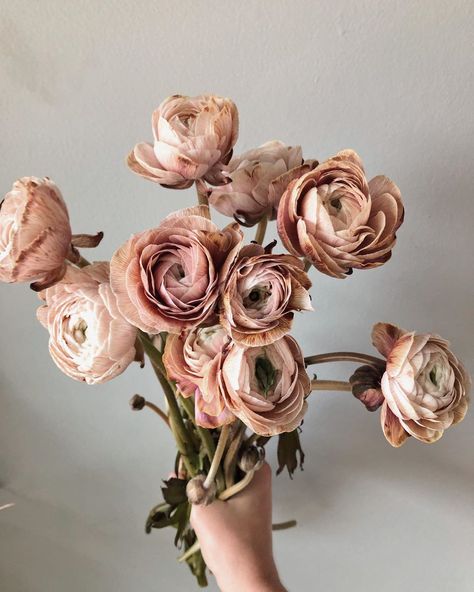 Chocolate Ranunculus, Brown Ranunculus, Mauve Ranunculus, Fall Ranunculus, Flowers Guide, Colour Studies, Flower Recipes, Alt Wedding, Flower Varieties