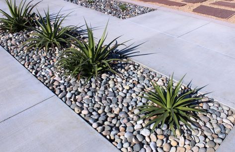 Agave Landscape, Pebble Landscaping, Garden Pebbles, Pebble Garden, Tattoo Plant, River Rock Landscaping, Stone Landscaping, Front Garden Landscape, Rock Landscaping