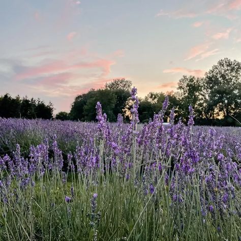 Lavender Skin, San Juan Island, Lavender Wreath, Lavender Aesthetic, Lavender Garden, Purple Garden, Lavender Plant, Lavender Farm, Flower Landscape