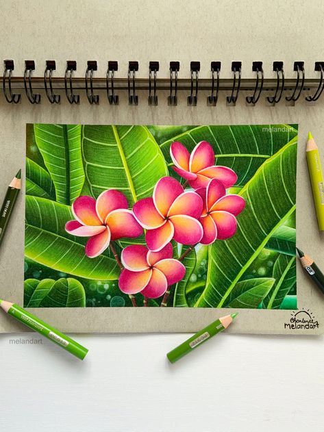 I finally finished this brand new coloured pencil plumeria drawing! I had so much fun working on this! I used prismacolor pencils and Strathmore toned grey paper for this artwork. Flower With Pencil Colours, Color Pencil Art Flowers, Drawing With Colored Pencils Easy, Color Pencil Sketches Sketchbooks, Colour Pencil Art Drawings, Colour Pencil Drawing Easy, Pencil Colour Drawing Flower, Plumeria Drawing, Pencil Colour Sketches