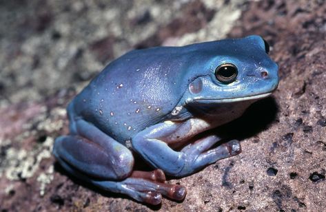 "I’ve seen only one in my life": the blue tree frog mystery - Australian Geographic Australian White Tree Frog, Pale Skin Color, Illustration Of Animals, Poison Frog, Whites Tree Frog, Live In Australia, Green Tree Frog, Animals Sea, Blue Pigment