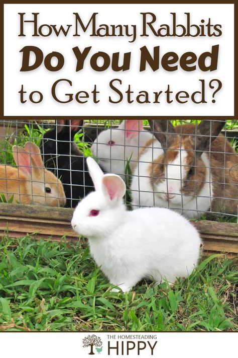 For meat, fur or commercial breeding, you will want to start with 1 buck and 2 does, and potentially more females as required. Learn more about getting started with rabbits here. #rabbits #homesteading Best Meat Rabbit Breeds, Rabbit Breeding, Breeding Rabbits, Types Of Rabbits, Raising Meat Rabbits, What To Feed Rabbits, Meat Rabbits Breeds, Raising Meat Chickens, Raising Rabbits For Meat