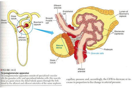 Juxtaglomerular apparatus Juxtaglomerular Apparatus, Anatomy, Medicine, Map