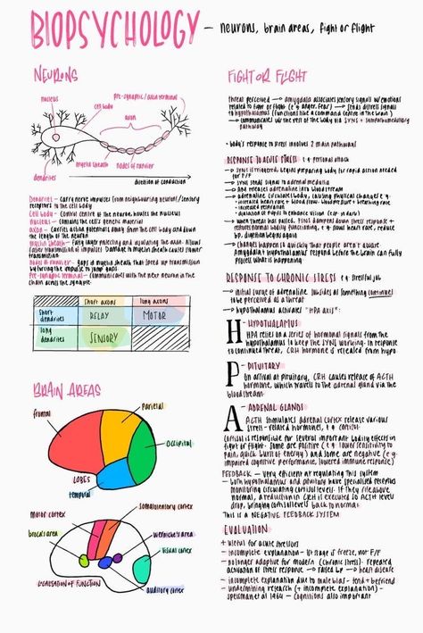 Study Psychology Notes, How The Brain Works Psychology, How To Revise For Psychology, Biological Approach Psychology Notes, Good Notes Psychology, Psychology Student Tips, Psychology Notes University, Aqa Alevel Psychology, A Level Student Aesthetic