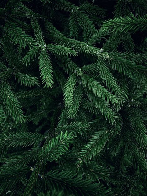 Fir Tree Aesthetics, Pine Needles Wallpaper, Christmas Tree Close Up, Pine Green Aesthetic, Close Up Christmas Tree, Pine Tree Aesthetic, Pine Tree Wallpaper, Pine Tree Background, Pine Tree Leaves