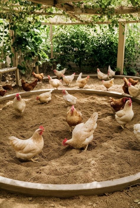 Chicken Dust Bath Ideas, Chicken Dust Bath, Backyard Animals, Farm Tips, Chicken Coop Garden, Dust Bath, Chicken Coop Run, Farm Chicken, Backyard Chicken Farming