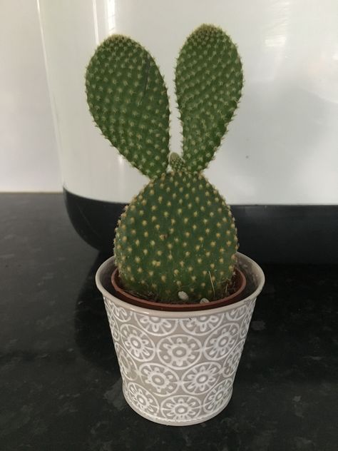 Bunny eared cactus. Purchased to put in a box garden, but no longer have the box. September ‘19 Bunny Cactus, Bunny Space, Bunny Ear Cactus, Box Garden, Plant Parent, Types Of Succulents, Plant Guide, Desert Plants, September 19