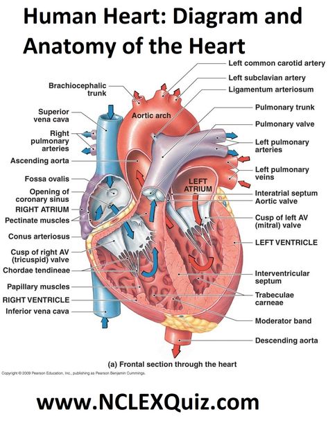 Human Heart: Diagram and Anatomy of the Heart internal anatomy of the heart  Heart Diagram: Right/left Atria, Right/left Ventricles, Pulmonary Trunk, Aorta, Superior/inferior Vena Cavae, Pulmonary Veins, Coronary Sinus, Right/left Atrioventricular valves (tricuspid + bicuspid), Chordae Tendinae, Interatrial Septum, Interventricular Septum, Aortic and Pulmonary Semilunar Valves, Coronary Arteries and Cardiac Veins. Human Heart Diagram, Anatomy Of The Heart, Heart Structure, Human Heart Anatomy, Heart Diagram, The Human Heart, Heart Anatomy, Medical Student Study, Nursing School Survival