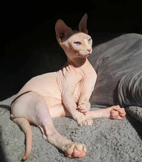 Sphynx, Gato Sphynx, Cute Hairless Cat, Chat Sphynx, Sphinx Cat, Hairless Cat, Pretty Animals, Sphynx Cat, Cat Aesthetic