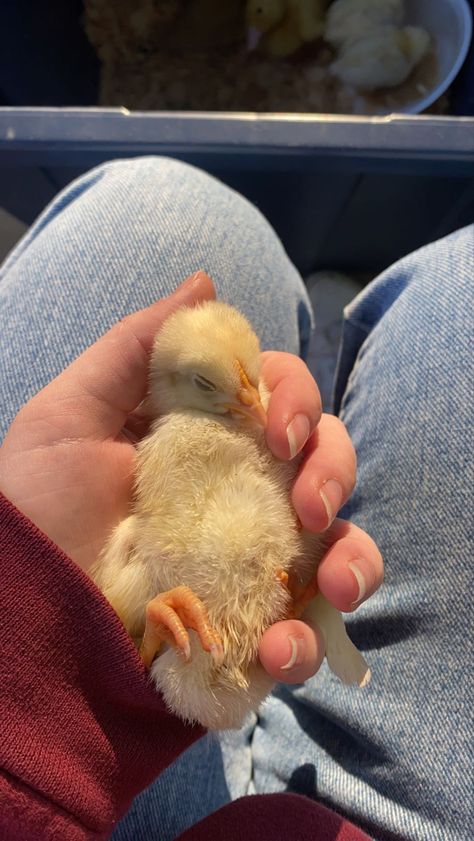 Farm Owner Aesthetic, Farm Core Aesthetic, Farm Aesthetic Wallpaper, Farm Dream, Country Homestead, Mini Farm Aesthetic, Chickens Aesthetic, Homestead Animals, Farmer Boy Aesthetic