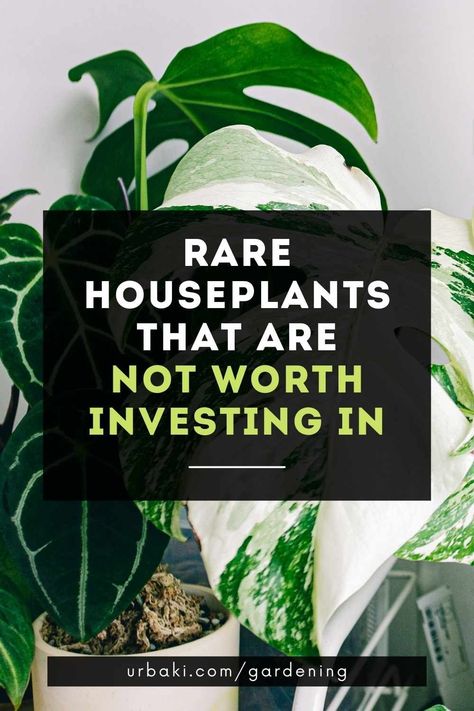 Exotic Plants Indoor, Money Plant Indoor, Exotic House Plants, Strange Plants, Small House Plants, Snake Plant Care, Live House Plants, Air Plants Care, Plant Goals