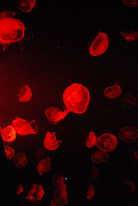 Red Water Aesthetic, Red Water Wallpaper, Red Jellyfish Aesthetic, Dark Jellyfish Wallpaper, Blue Jellyfish Black Background, Ruby Red Slippers, Red Jelly, Jellyfish Art, Life Aquatic