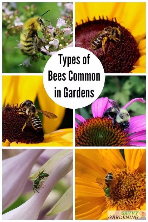 Types of Bees Commonly Found in Yards and Gardens. Discover how to identify common native pollinators through photos and descriptions. #gardening #pollinators #pollinatorgarden Bumble Bee Nest, Different Types Of Bees, Pollinator Garden Design, Sweat Bees, Backyard Bee, Bee Flowers, Types Of Bees, Wild Bees, Garden Bugs