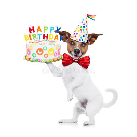 Happy birthday dog. Jack russell dog holding a happy birthday cake with candels , red tie and party hat on , isolated on white background stock images Happy Birthday Humorous, Happy Birthday Puppy, Puppy Dog Cakes, Jack Russell Puppy, Funny Happy Birthday Meme, Dog Pic, Happy Birthday Dog, Jack Russell Dogs, Birthday Dog