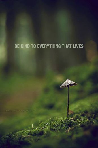 Nature Photos on Pinterest Citation Nature, Community Quotes, Motivation Positive, Peace Happiness, Hippie Life, Nature Quotes, Be Kind, Motivation Inspiration, The Words