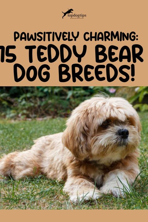 Pawsitively Charming: 15 Teddy Bear Dog Breeds! Nature, Teddy Bear Dogs, Bear Dog Breed, Bear Dogs, Best Teddy Bear, Teddy Bear Puppies, Apartment Dogs, Yorkie Mix, Teddy Bear Dog