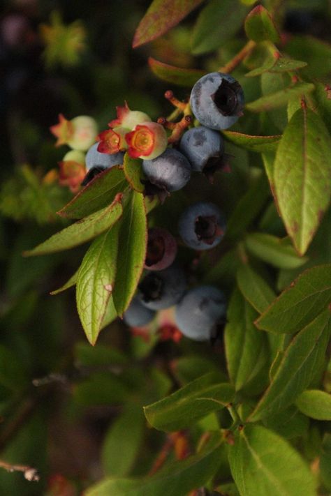 A bunch of wild blueberries are growing. Some berries are ripe and blue, others are more yellowish pink in colour, for they are not ripe yet. Lush green leaves can be found surrounding the blueberries. The sun is setting, and so the berries are illuminated by a golden yet vanishing light. The image is full of contrast due to the shadows. Blueberries Growing, Blueberry Bush, Growing Blueberries, Wild Food Foraging, Blueberry Plant, Lifestyle Board, Berry Bushes, Blueberry Bushes, Wild Blueberries