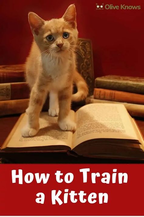 How to Train a Kitten - OliveKnows Cats Training, Kitten Tips, Training Cats, Training A Kitten, Cats Tips, Kitten Training, Cat Toilet Training, Cat Parents, Cat Things