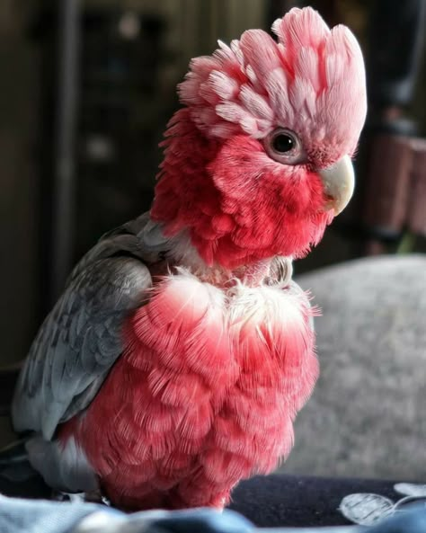 Galah Cockatoo, Funny Parrots, Australian Birds, Pretty Animals, Tropical Birds, Cute Animal Photos, Pretty Birds, Colorful Birds, Weird Animals