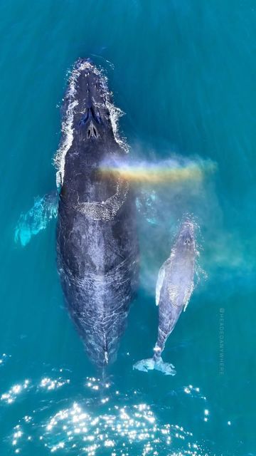 Daina Buchner on Instagram: "Watch this momma cover here baby in a double rainblow 🐳 🐳 🌈 🌈 Being able to watch these beautiful moments is such a privilege. This mom and baby were cruising along the shallow waters and just prior to this moment, mom had woken up from a looooooong nap and immediately started cruising. Baby mustered all their energy and kept up with her surprisingly fast post-nap speed. The baby surfaced 2-3 times more than mom to breath. I love that I captured this moment where Swimming With Whales, Swim With Whales, Whales Swimming In The Sky, Whale Swimming In The Sky, Dolphin And Pregnant Woman, Sea Mammal, Baby Animals Super Cute, Deep Sea Creatures, Whale Art