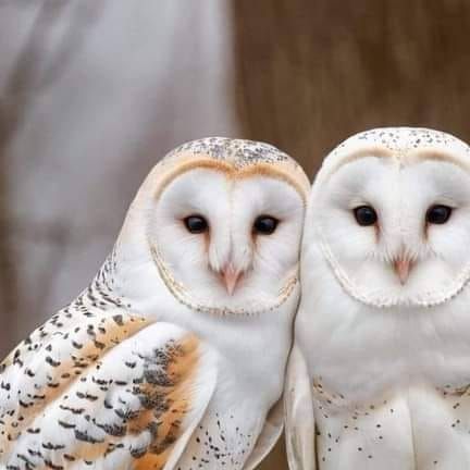 Maria A. Tucker on Instagram: "Barn couple....  ••••••••••••••••••••••••••••••••••••  ♦️ @owl_world_ig ♦️ Featuring Amazing owls Pictures And Videos  ♦️ Follow @owl_world_ig ♦️ ♦️ Follow @owl_world_ig ♦️ ♦️ Follow @owl_world_ig ♦️ ♦️ Follow @owl_world_ig ♦️  Tag Your Friend Who Would Love To See This🙏👆👆  •••••••••••••••••••••••••••••••••••• • • ☑️P͎l͎e͎a͎s͎e͎ ͎💖l͎i͎k͎e͎,͎ ͎👍c͎o͎m͎m͎e͎n͎t͎ ͎👉a͎n͎d͎ ͎👊s͎h͎a͎r͎e • • Credit: @ • • #owl #owls #owlsofinstagram #owltattoo #owllover #owlstagram #owllove #owlart #owllovers #owlcrate #owlcity #owlhouse #birdlovers #greathornedowl #snowyowl #barredowl #iloveowls #birdloversofinstagram #eagleowl #birdloversdaily #babyowl #cuteowl #onlyowls #owlbynd #owl_lovers" Owls Pictures, Baby Barn Owl, Awesome Owls, Owl Pictures, Owl Lovers, Baby Owls, Design Your Dream House, Barn Owl, Owl House