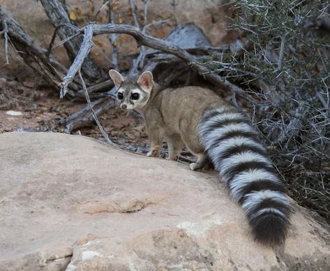 Ivy Core, Ringtail Cat, Reference Animals, Animal Reference, Rare Animals, Pretty Plants, Unique Animals, Cute Creatures, Reference Photos