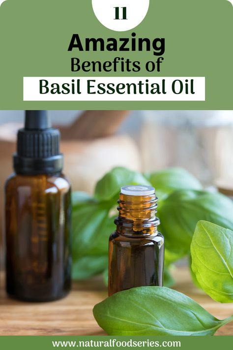 Basil essential oil exhibits anti-inflammatory, anti-microbial, and diuretic properties. In fact, basil essential oil has been used in traditional Asian and Indian medicine for centuries. Then oil can be used in conjunction with culinary applications, aromatherapy, topical medications, and massage. Holy Basil Benefits, Benefits Of Basil, Green Roots, Indian Medicine, Basil Essential Oil, Basil Oil, Poor Digestion, Healing Foods, Kitchen Herbs