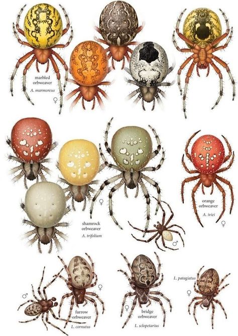 Biology Painting, Biology Photography, Insect Anatomy, Spider Species, Types Of Spiders, Spider Illustration, Animal Plates, Cool Bugs, Bio Art