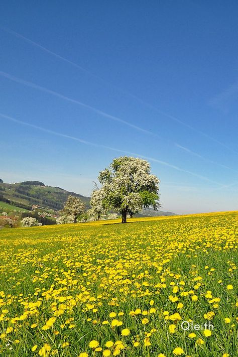 Pretty Trees, Horse Aesthetic, Yellow Sky, Spring Tree, Grass Field, Sky Landscape, Flower Landscape, Clear Blue Sky, Flower Background Wallpaper