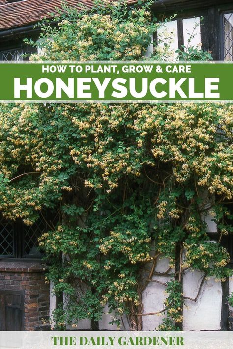 Planting Honeysuckle Vine, How To Grow Honeysuckle, Honeysuckle On Trellis, Honeysuckle Planting Ideas, Honey Suckle Trellis Ideas, Honeysuckle On Fence, Honeysuckle In Pots, Honeysuckle Landscaping, Trumpet Honeysuckle Vine