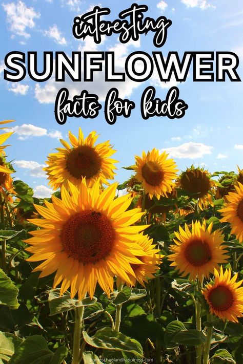 Interesting Facts About Sunflower Plants Sunflower Facts, Free Science Printables, Honey Bee Life Cycle, Cool Science Projects, Bee Life Cycle, Science Printables, Life Cycles Activities, Planting Sunflowers, Orange Sunflowers